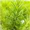 Plants by Frank | Set van 2 Geurende kerstboompjes | 15 cm Ø | 40-50 cm ↨ | Kerst decoratie | Kerstversiering | Kerstdecoratie | Tuinplanten
