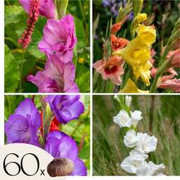 Plant in a Box - Gladiolus - Mix van 60 - Gladiolus bloembollen - Grootbloemige gladiolen - Zomertuin bloemen
