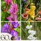 Plant in a Box - Gladiolus - Mix van 60 - Gladiolus bloembollen - Grootbloemige gladiolen - Zomertuin bloemen