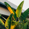 Plant in a Box - Musa Basjoo - Winterharde bananenplanten - Tuinbanaan - Pot 21cm - Hoogte 55-70cm