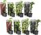 Plant in a Box - Mix van 8 bessenplanten - Braam, kruisbes, aalbes en zwarte bes - Pot 9cm - Hoogte 25-40cm