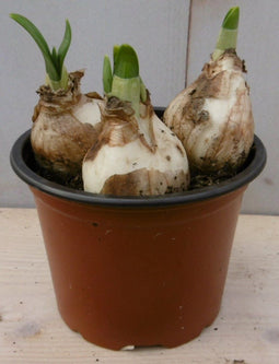 5 stuks! Narcis in potje