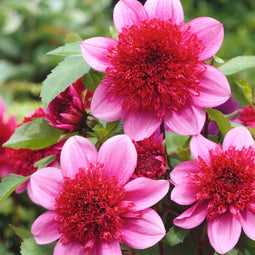 Plant in a Box - Dahlia 'Blue Bayou' - set van 3 - zomerbloeiers - dahliaknollen - tuinbloemen - Rood/Paars