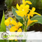 Plant in a Box - Canna 'Cannova' - Bloemriet - Canna Lily Geel - Bloeiende Plant - Pot 17cm - Hoogte 35-45cm
