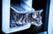 Sureflap Microchip Huisdierluik Connect - Kattenluik - Wit