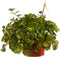 Sedum makinoi