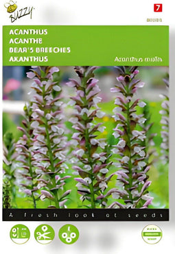 Buzzy - Zaden acanthus 2 gram