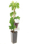 Vitis vinifera Heike - druivenstruik - rode pitloze druif - zoete vruchten - hoogte 60 cm - potmaat Ø11 cm