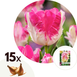 Plant in a Box - Tulipa Cabanna - 15x Tulpenbollen winterhard voor in de tuin - Omtrek bloembollen 11cm