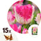 Plant in a Box - Tulipa Cabanna - 15x Tulpenbollen winterhard voor in de tuin - Omtrek bloembollen 11cm