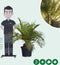 Chileense wijnpalm Jubaea chilensis 110 cm