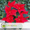 Plant in a Box - Euphorbia pulcherrima op stam - Set van 2 - Poinsettia kamerplant - Kerstsfeer - Groene bladeren en rode bloemen - Pot 17cm - Hoogte 60-70cm