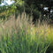 Plant in a Box - Panicum virgatum - Panicum northwind siergras winterhard - Pot 23cm - Hoogte 40-60cm