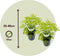 Plant in a Box - Sambucus nigra 'Aurea' - Set van 2 - Pot 17cm - Hoogte 25-40cm