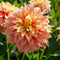 Plant in a Box - Dahlia Tyrell - Set van 3 - Dahliaknollen Dinner-plate - Prachtige zomerbloeier - Bloembollen