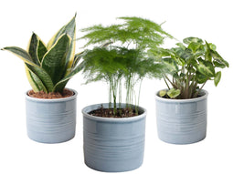 Trio miniplanten in Laos keramiek (blauw)