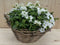 Rieten mand zomerbloeiers wit dia. 30 cm