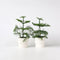 Plant in a Box - Araucaria Heterophylla - Set van 2 - Norfolkden - Kamerden - Pot 14cm - Hoogte 45-55cm