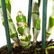 Dendrobium Nobile Apollon 3T – ↨ 50cm – ⌀ 12cm