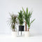 Plant in a Box - XL Indoor Palm Mix - Mix van 3 - Groene kamerplanten - Palmen - Areca, Dracaena, Yucca - Pot 17cm - Hoogte 70-90cm