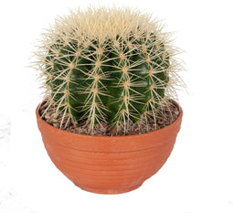 Cactus van Botanicly – Schoonmoedersstoel in een terracotta schaal als set – Hoogte: 17 cm – Echinocactus Grusonii