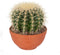 Cactus van Botanicly – Schoonmoedersstoel in een terracotta schaal als set – Hoogte: 17 cm – Echinocactus Grusonii
