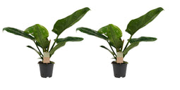 Duo Philodendron Imperial Green Feel Green ↨ 45cm - 2 stuks - hoge kwaliteit planten