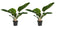 Duo Philodendron Imperial Green Feel Green ↨ 45cm - 2 stuks - hoge kwaliteit planten