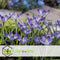 Plant in a Box - Crocus Ruby Giant - 100x Krokus bollen - Vroege bloeiers - Bloembollen winterhard