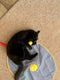 Yeowww! Banaan Kicker - Catnip Kattenkruid Speeltje voor Katten - Geel - 18 cm