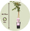 Plant in a Box - Wisteria floribunda 'Rosea' - Japanse roze regen - Bloeiende sierplant - Pot 15cm - Hoogte 60-70cm
