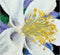 Thea Gouverneur - Borduurpakket met telpatroon - 493A - Voorgesorteerde DMC Garens - Akelei - Aida - 15 cm x 14 cm - DIY Kit