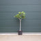 Vijgenboom - Ficus carica 125 - 150 cm (12 - 14 cm stamomtrek)