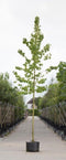 Boomhazelaar - ‘Corylus colurna’ 200 - 300 cm totaalhoogte (6 - 10 cm stamomtrek)