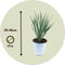 Plant in a Box - Yucca Rostrata - winterharde palmlelie - pot 17cm - hoogte 35-45cm
