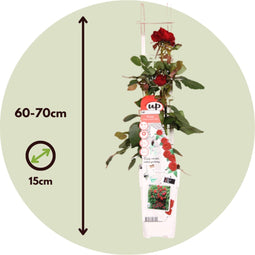 Plant in a Box - Rosa Crazy in love 'Red' - set van 2 Klimplanten - Klimroos met rode bladeren - Pot 15cm - Hoogte 60-70cm