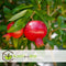 Plant in a Box - Punica granatum 'Early' - Granaatappelboom - Fruitboom met glanzende bladeren - Pot 21cm - Hoogte 60-70cm