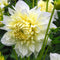 Plant in a Box - Dahlia 'White Perfection' - set van 3 - zomerbloeiers - dahliaknollen - tuinbloemen - Wit