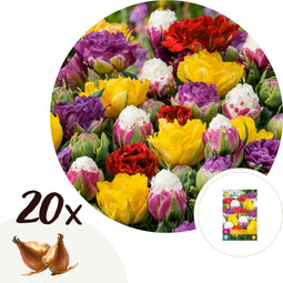 Plant in a Box - Tulipa Candy Love - Tulpenbollen x20 - Bloembollen - Vroege bloeiers voor in de tuin - Nederlandse pracht