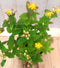 Hypericum