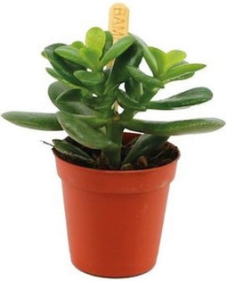 Goed & Groen - Crassula Minor - ↨ 10cm - Potmaat 6 - Exclusieve Kwaliteit Planten - Kamer Plant - Kamerplanten - Sfeer - Interieur
