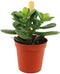 Goed & Groen - Crassula Minor - ↨ 10cm - Potmaat 6 - Exclusieve Kwaliteit Planten - Kamer Plant - Kamerplanten - Sfeer - Interieur