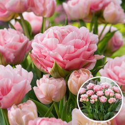 Plant in a Box - Tulipa Dreamer - Tulpenbollen x20 - Bloembollen voor Tuin, Terras of Balkon