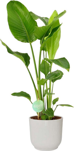 Strelitzia Nicolai in ELHO Vibes (wit) – ↨ 90 cm – ⌀ 22 cm