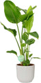 Strelitzia Nicolai in ELHO Vibes (wit) – ↨ 90 cm – ⌀ 22 cm