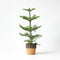 Plant in a Box - Araucaria Heterophylla - Inclusief mand - Norfolkden - Kamerden - Pot 17cm - Hoogte 50-60cm