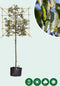 Portugese laurier leiboom 150 cm | Prunus lusitanica 6-10 cm 150 cm| Bomenbezorgd.nl