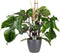 Decorum Philodendron Squamiferum - Pyramide in ELHO Round (antraciet) – ↨ 70cm – ⌀ 20cm