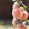 Plant in a Box - Alcea Rosea Peaches 'N Dreams - Set van 6 - Stokroos - Wortelstokken - Zomerbloeiende plant