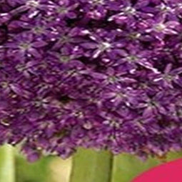 3 stuks - JUB - Allium Ambassador 1 bol